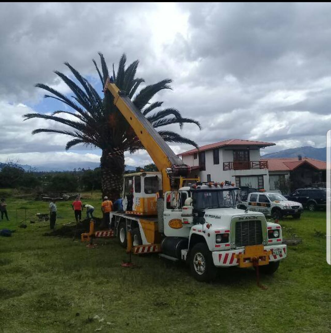 REUBICACION DE PALMERAS